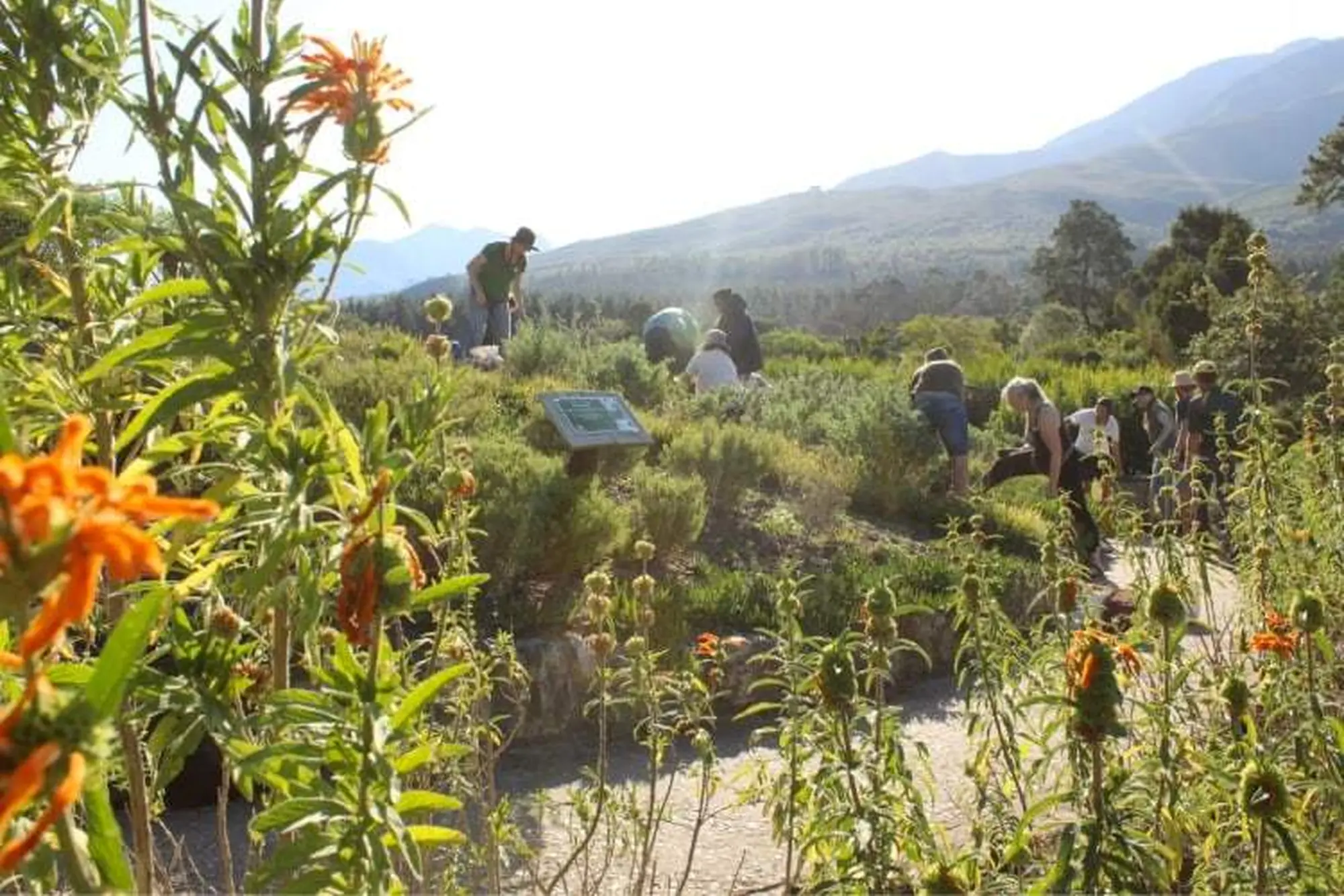 Garden route things to do 2023 beach botanical garden Garden route things to do 2023 beach botanical garden