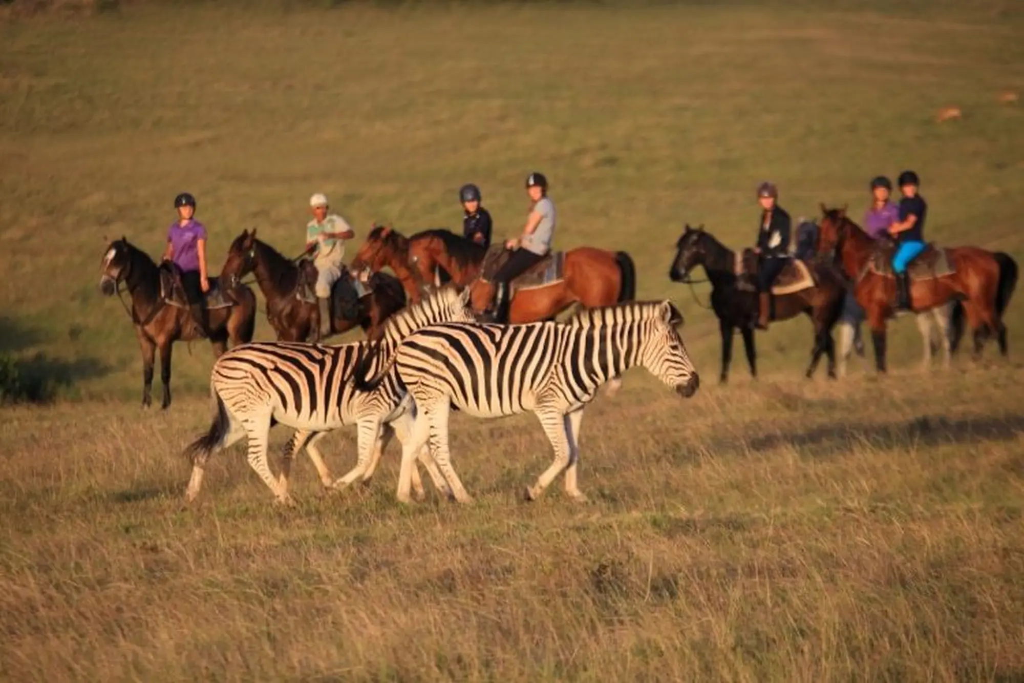 Garden route things to do 2023 horseback safari at botlierskop Garden route things to do 2023 horseback safari at botlierskop