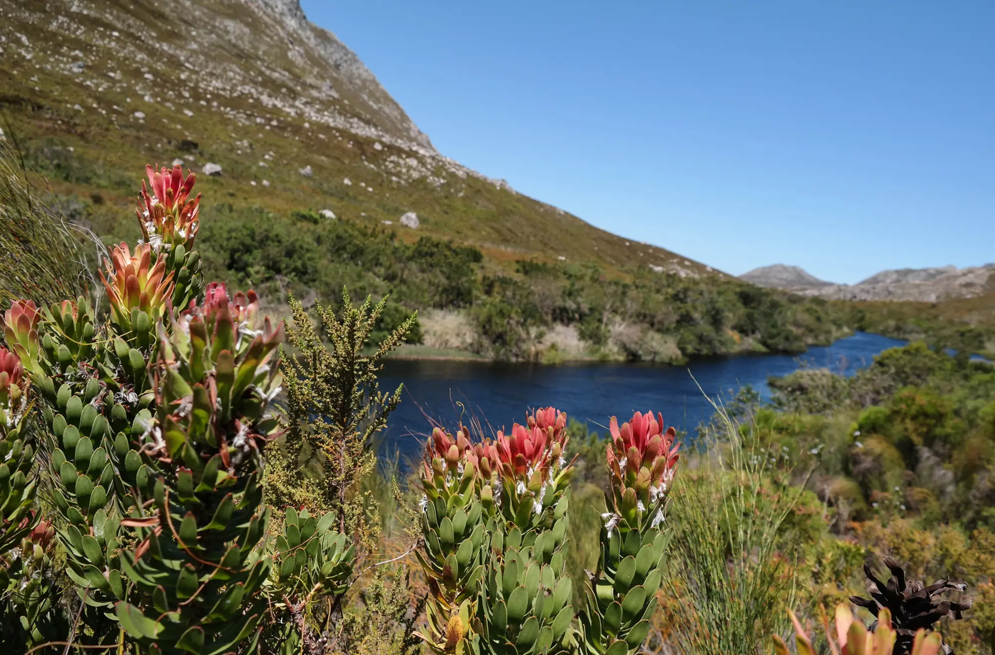 Palmiet river walk 4 Palmiet river walk 4