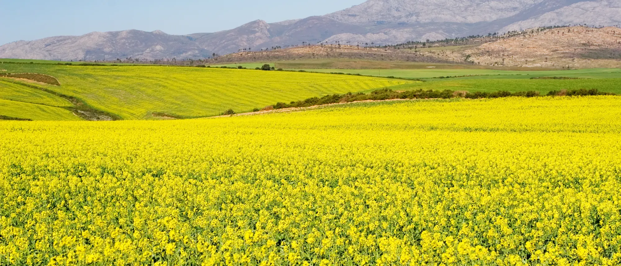 Image Title Image Title