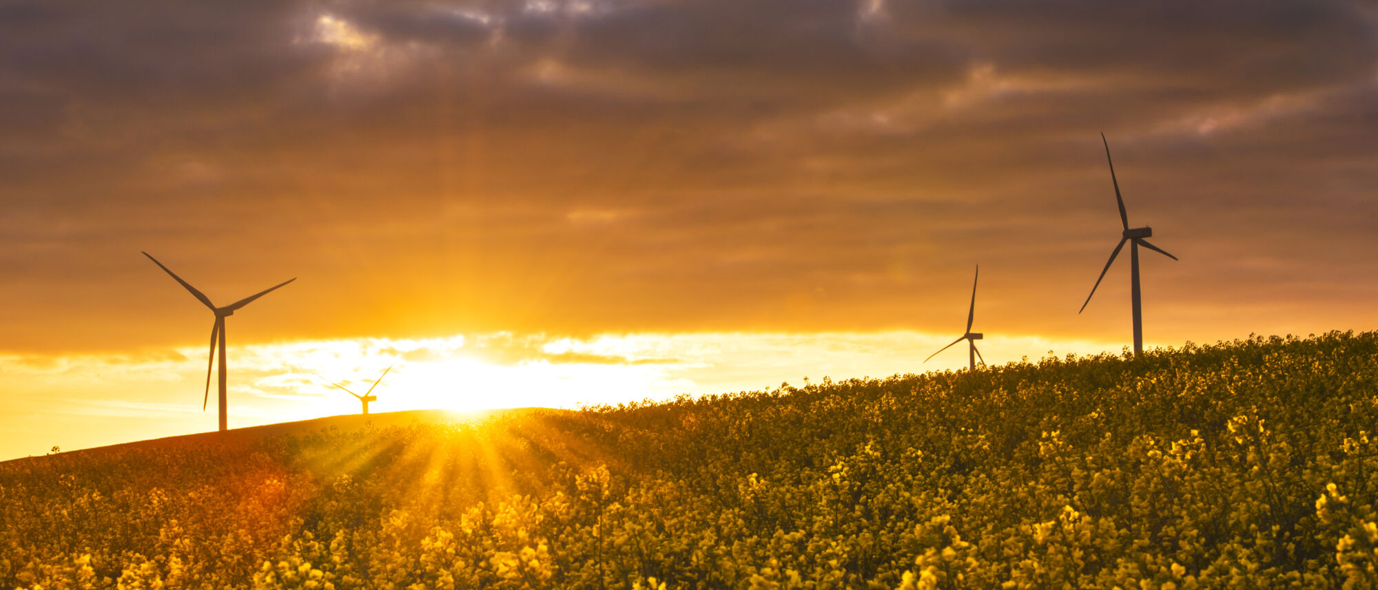 Image Title Image Title