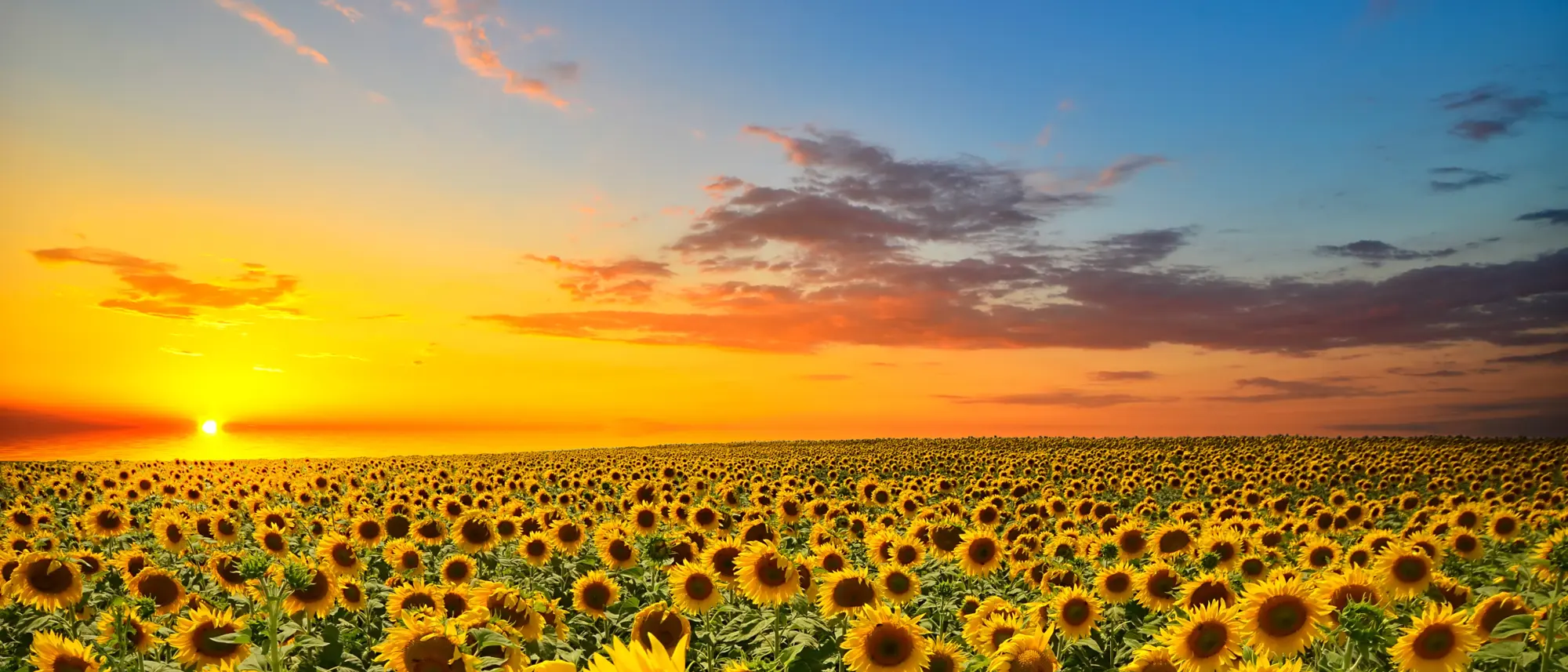 Image Title Image Title