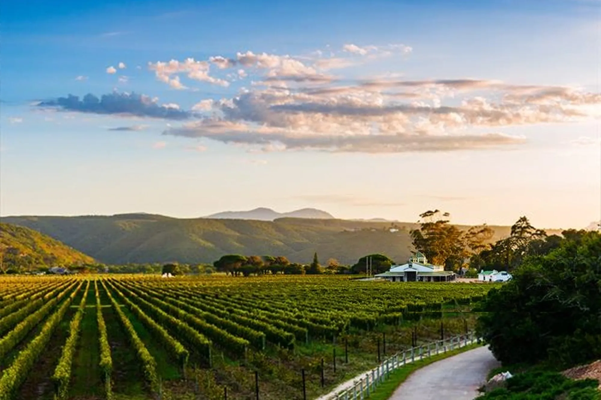 Plettenberg bay winelands bitou vineyards Plettenberg bay winelands bitou vineyards