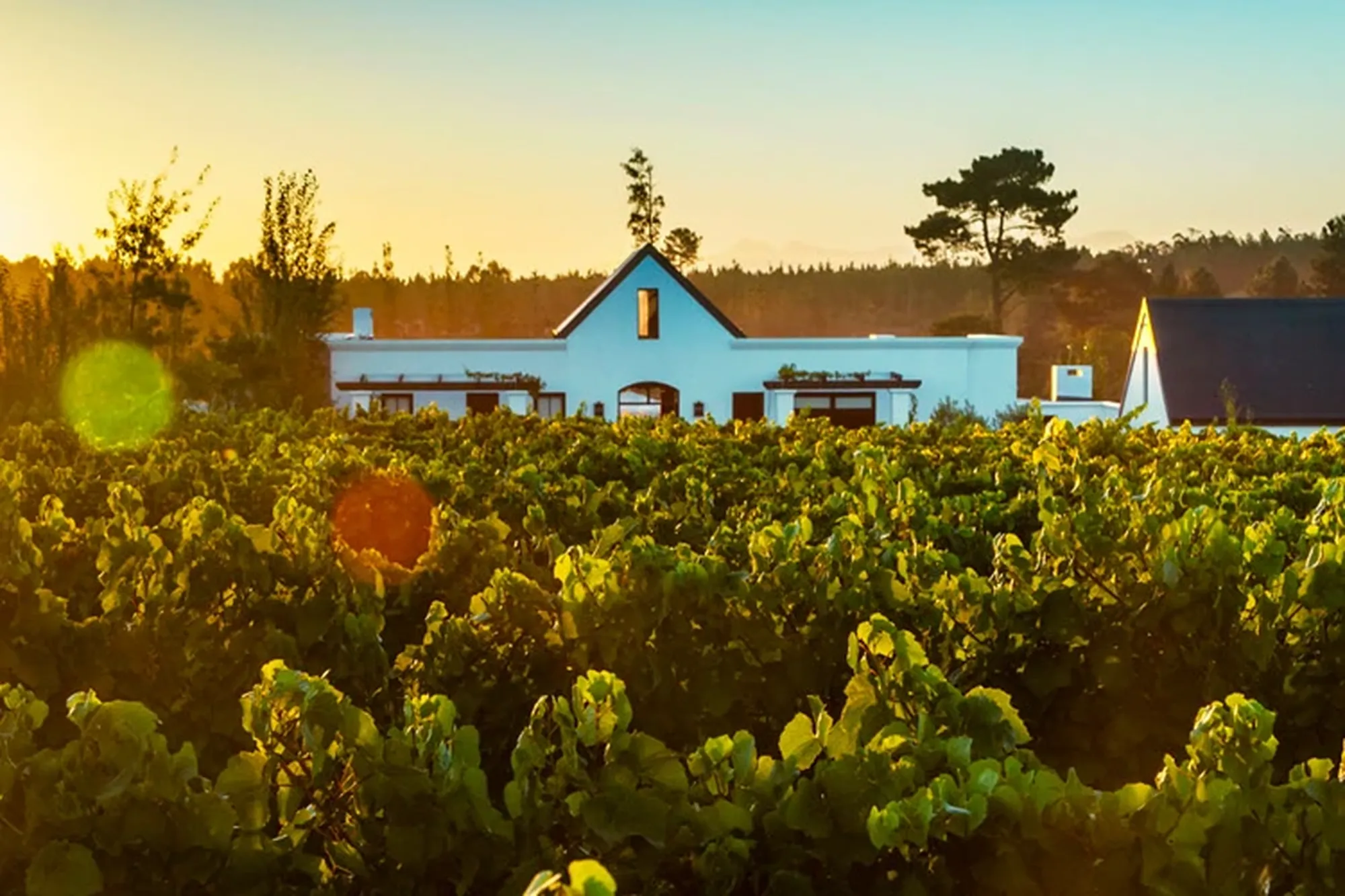 Plettenberg bay winelands newstead Plettenberg bay winelands newstead