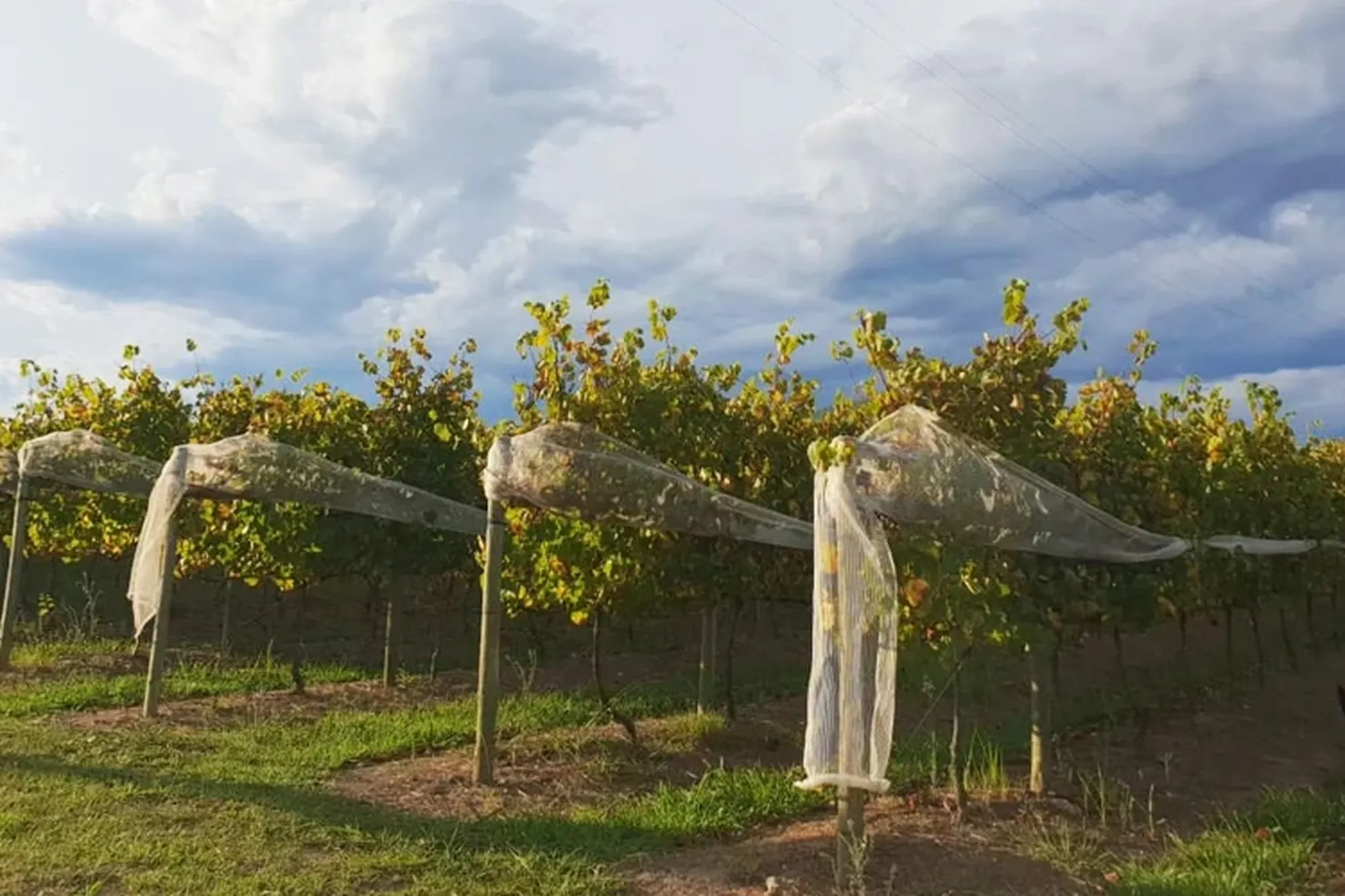 Plettenberg bay winelands that wine demesne Plettenberg bay winelands that wine demesne