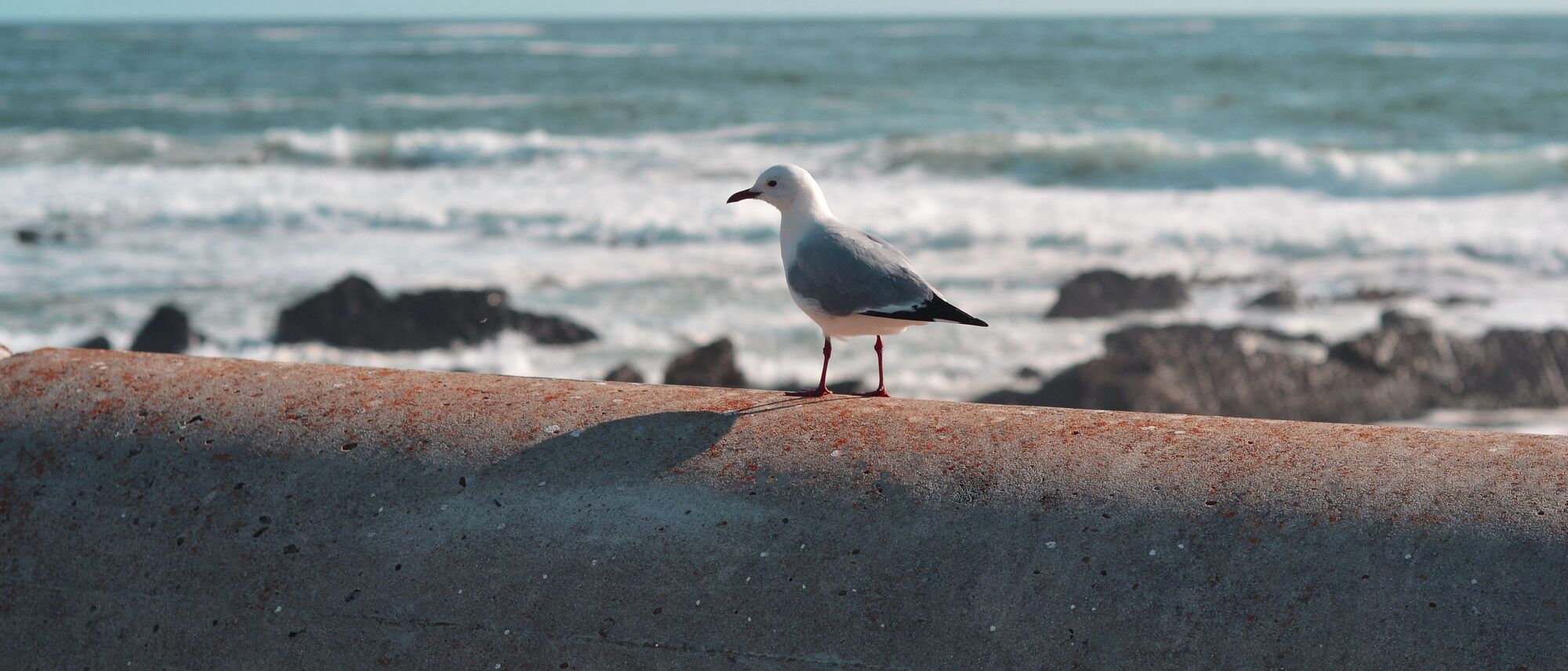 Image Title Image Title