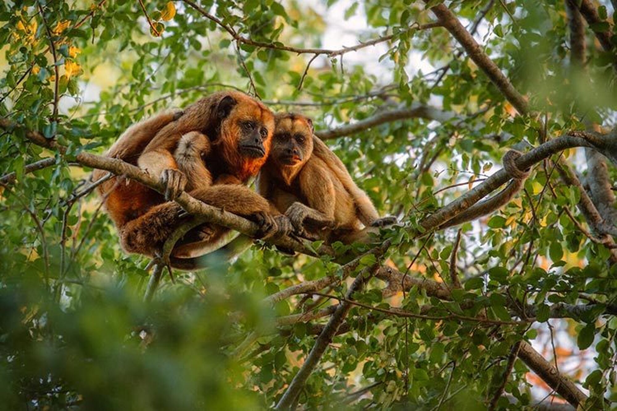 To do plettenberg bay monkeyland tours To do plettenberg bay monkeyland tours