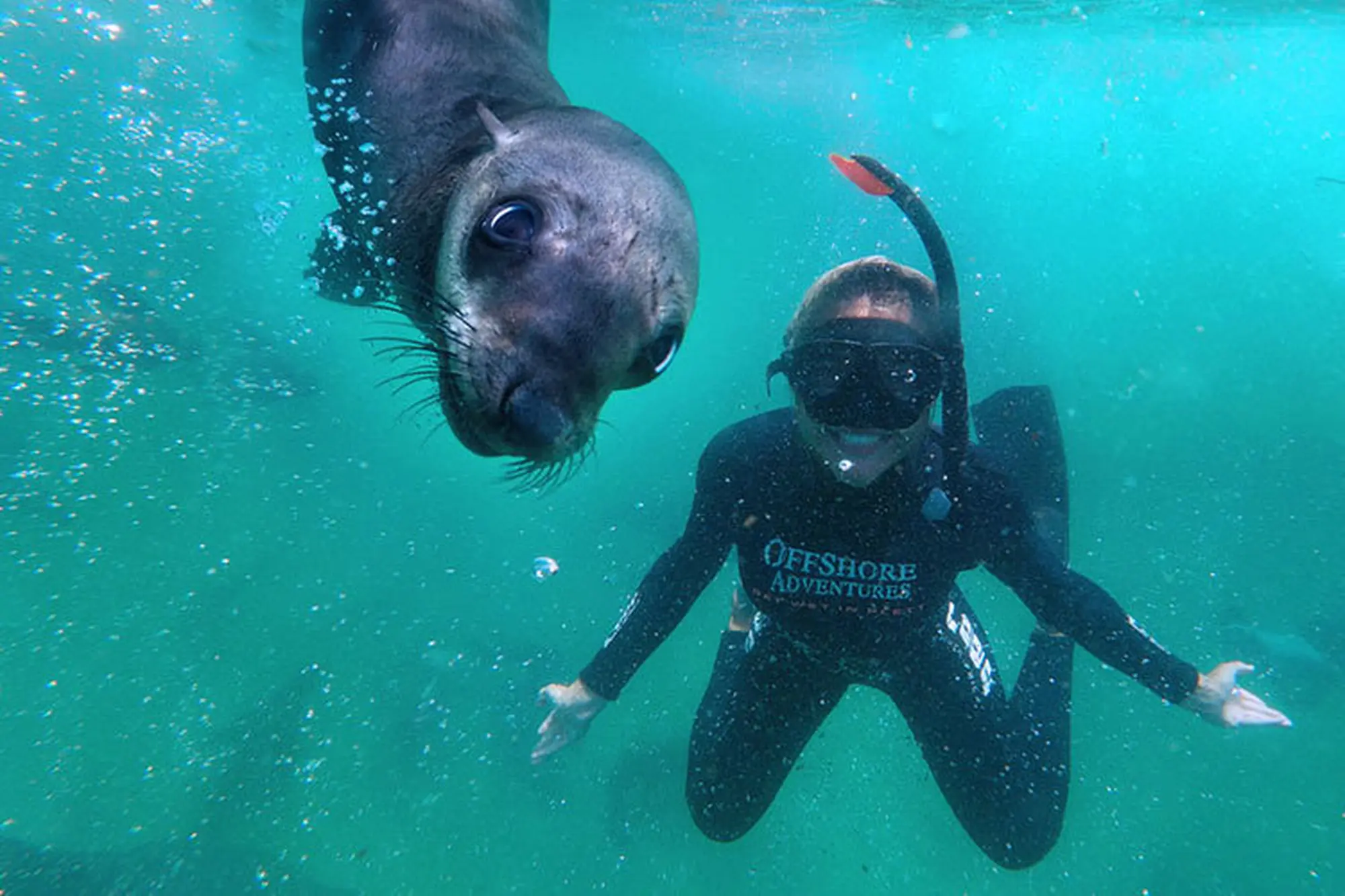 To do plettenberg bay seal adventures To do plettenberg bay seal adventures