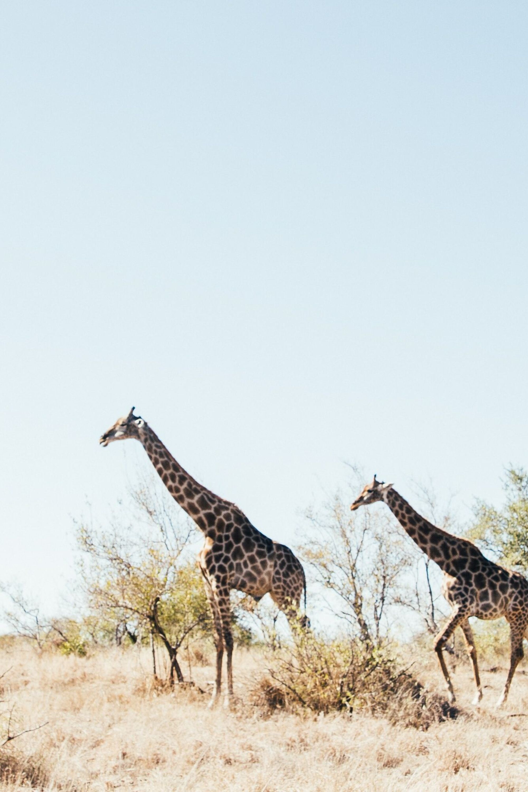 Image Title Image Title