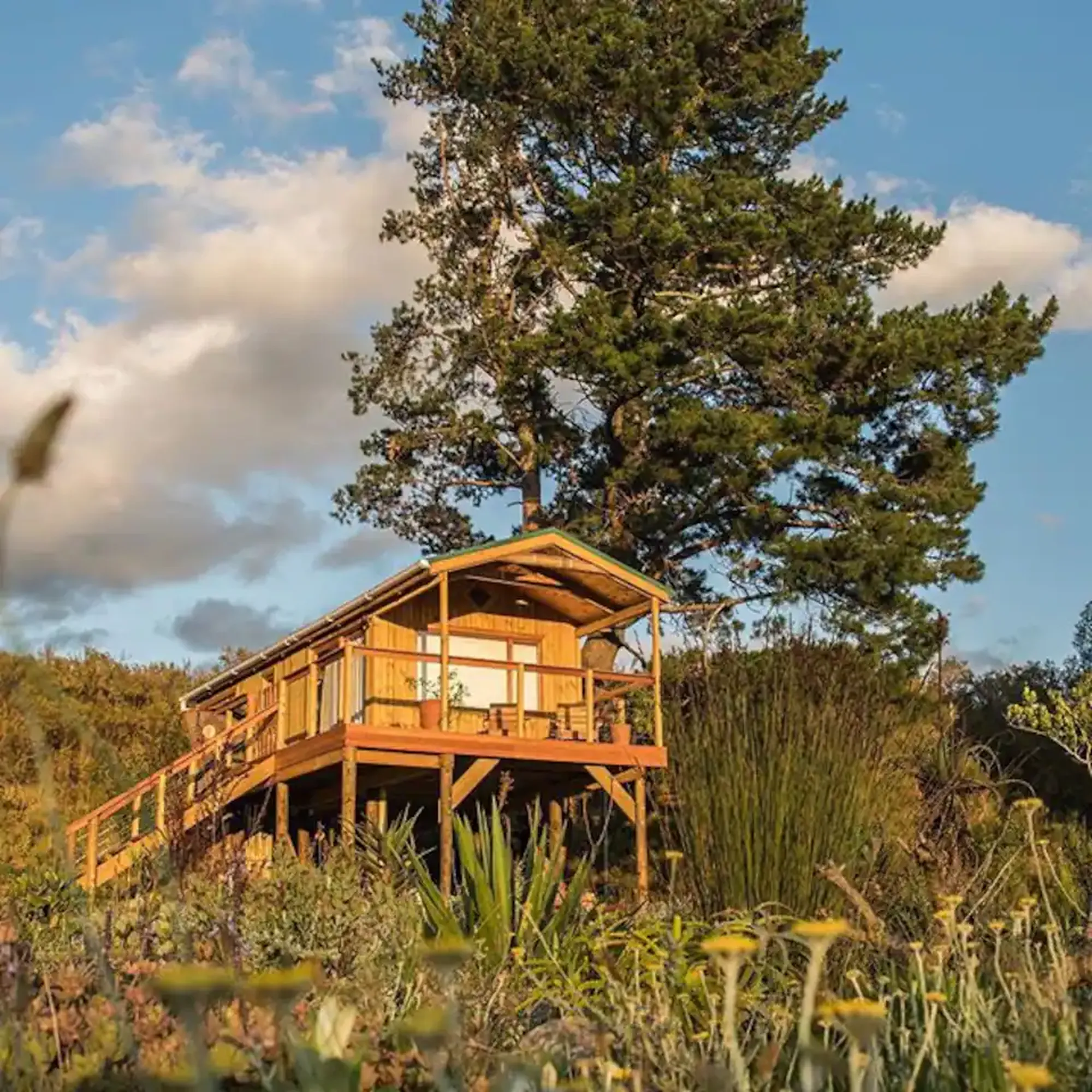 Tree house 1 Tree house 1