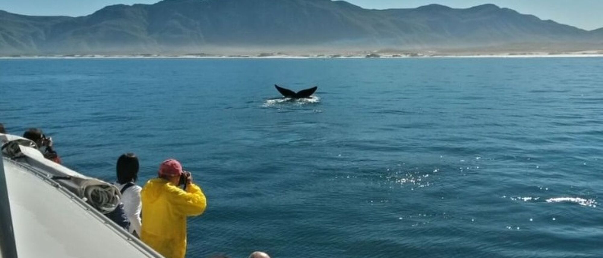 Image Title Image Title