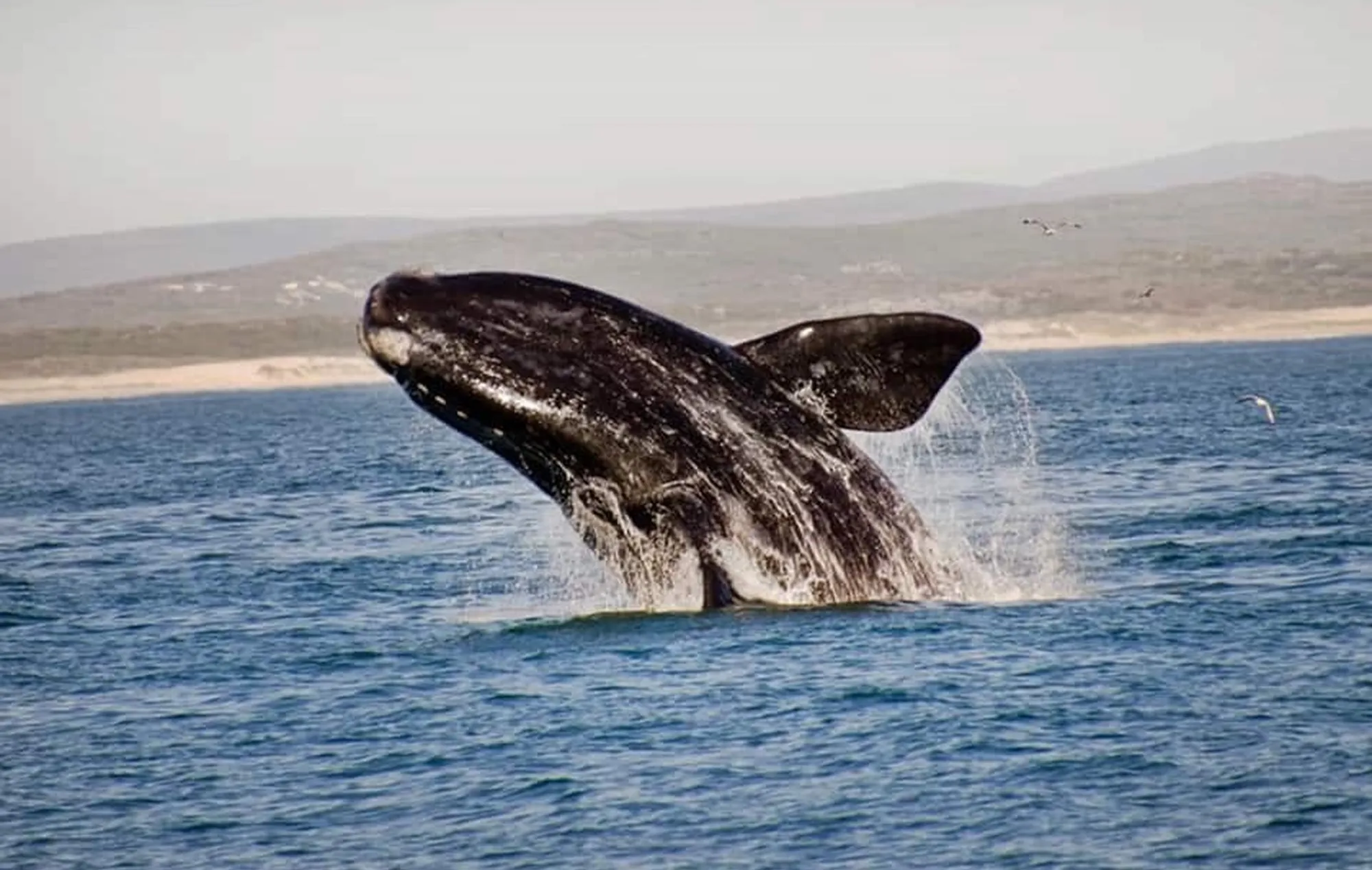 Whale festival gallery42 Whale festival gallery42